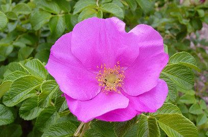 Rosa rugosa RHS advice amp tips on garden amp indoor plants Plant finder