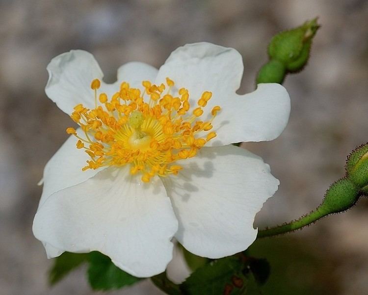 Rosa sempervirens httpsnewfss3amazonawscomtaxonimages1000s1