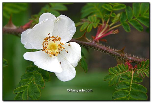 Rosa sericea Rosa sericea ssp omeiensis f pteracantha WINGTHORN ROSE