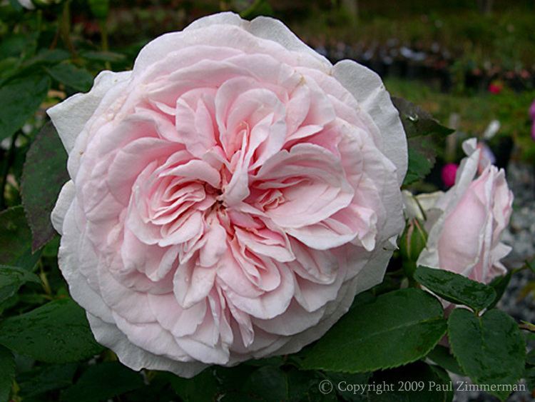 Rosa 'Souvenir de la Malmaison' Souvenir de la Malmaison Climbing Rogue Valley Roses
