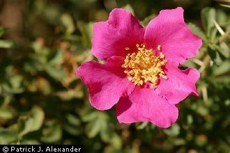 Rosa stellata httpsplantsusdagovgallerystandardrost001