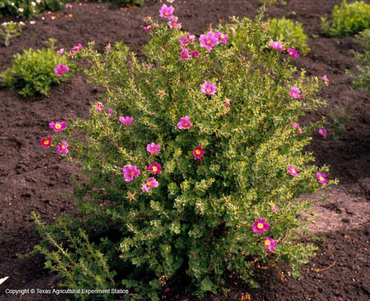 Rosa stellata Texas Native Plants Database