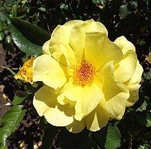 Rosa 'Sun Flare' httpsuploadwikimediaorgwikipediacommonsthu