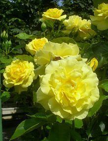 Rosa 'Sunsprite' Rosa 39Sunsprite39 Wikipedia