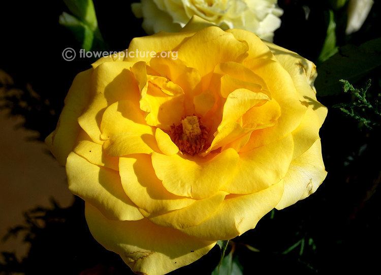 Rosa 'Sunsprite' Sunsprite rose Rosa 39Sunsprite39 Floribunda Roses