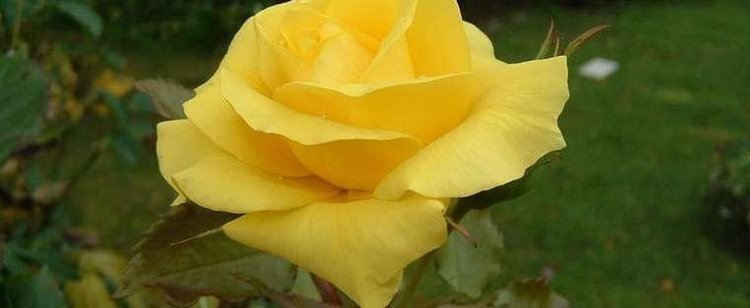 Rosa 'Sunsprite' Floribunda Rose Rosa 39Sunsprite39