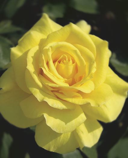 Rosa 'Sunsprite' Sunsprite Floribunda Rose