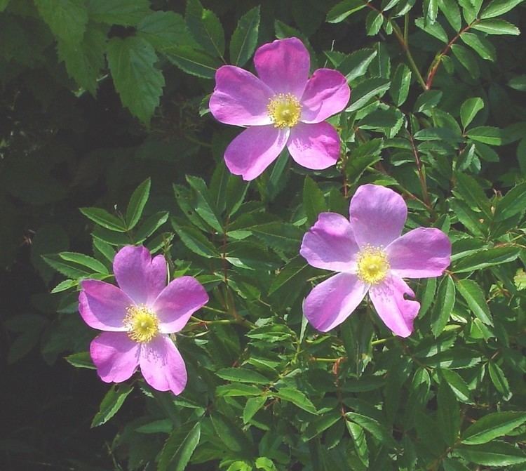 Rosa virginiana Rosa virginiana Virginia rose Go Botany