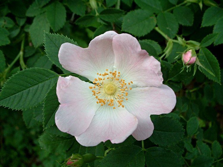 Rosa wichuraiana Memorial Rose Rosa wichuraiana Flora Pittsburghensis