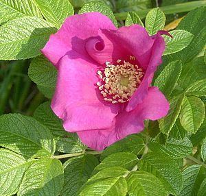 Rosaceae Rosaceae Wikibooks open books for an open world