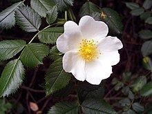 Rosaceae httpsuploadwikimediaorgwikipediacommonsthu