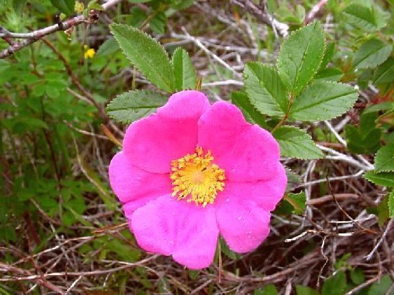 Rosaceae Digital Flora of Newfoundland and Labrador Rosaceae Rose Family