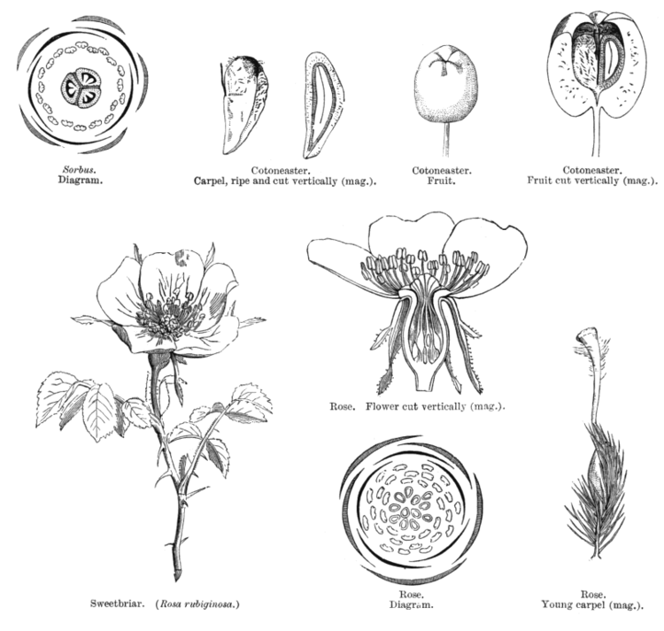 Rosaceae Angiosperm families Rosaceae L