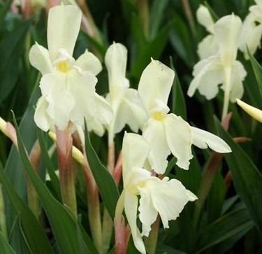 Roscoea cautleyoides Roscoea cautleyoides 39Jeffrey Thomas39Twelve Nunns