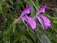 Roscoea purpurea httpsuploadwikimediaorgwikipediacommonsthu
