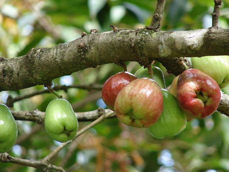Rose apple