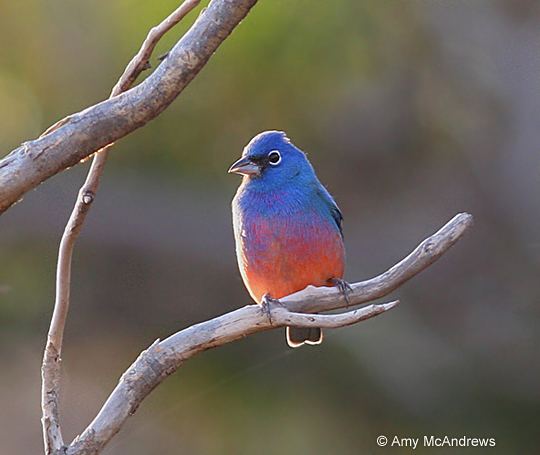 Rose-bellied bunting 1000 images about Rose Bellied Bunting on Pinterest Posts