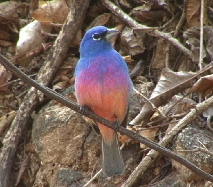 Rose-bellied bunting Rosebellied Bunting Passerina rositae videos photos and sound