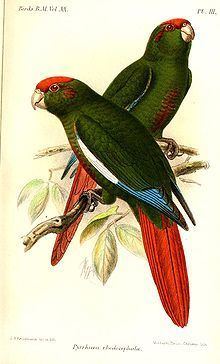 Rose-crowned parakeet httpsuploadwikimediaorgwikipediacommonsthu