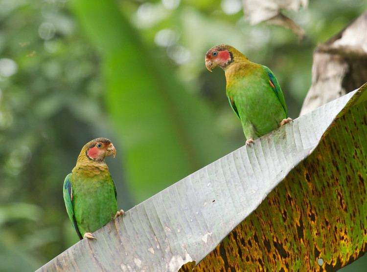 Rose-faced parrot Sapayoa Ecuador Bird Photos Photo Keywords ROSE FACED PARROT