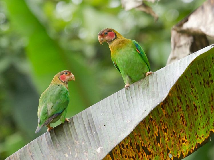 Rose-faced parrot Sapayoa Ecuador Bird Photos Photo Keywords ROSE FACED PARROT