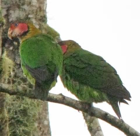 Rose-faced parrot More on Pionopsitta pulchra Rosefaced Parrot