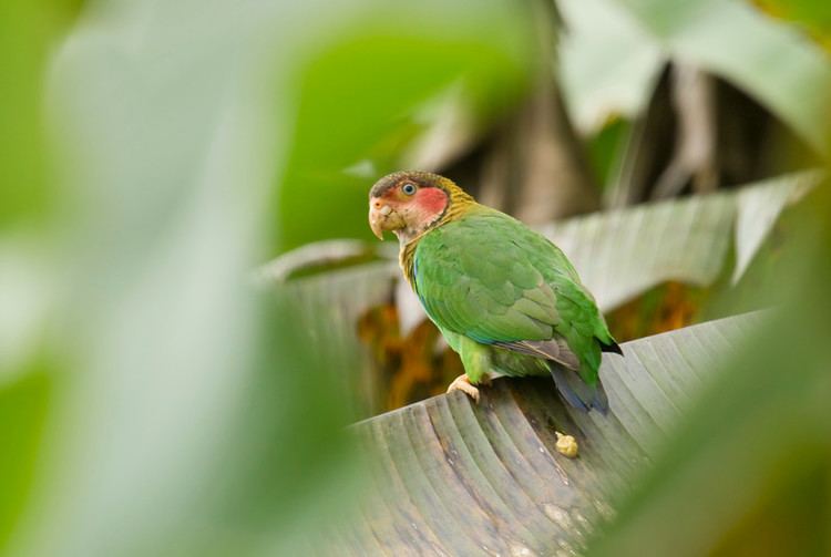Rose-faced parrot Sapayoa Ecuador Bird Photos Photo Keywords ROSE FACED PARROT