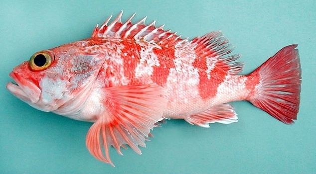 Rose fish Blackbelly rosefish Wikipedia