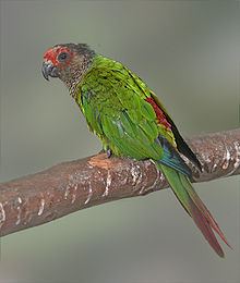 Rose-fronted parakeet httpsuploadwikimediaorgwikipediacommonsthu