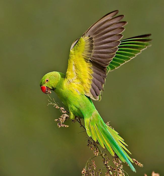 Rose-ringed parakeet The bright green Roseringed parakeets Amsterdam