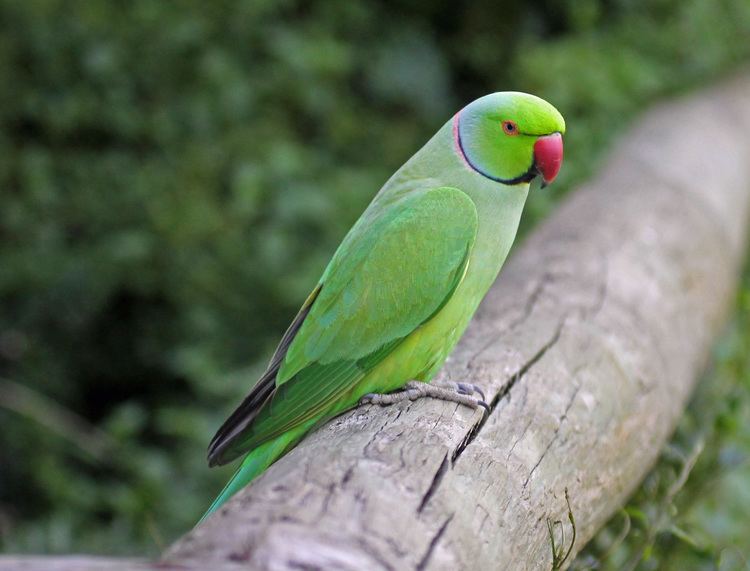 Rose-ringed parakeet 5 Interesting Facts About RoseRinged Parakeets Hayden39s Animal Facts