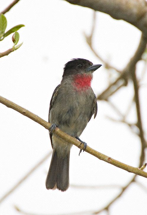 Rose-throated becard Rosethroated Becard Pachyramphus aglaiae