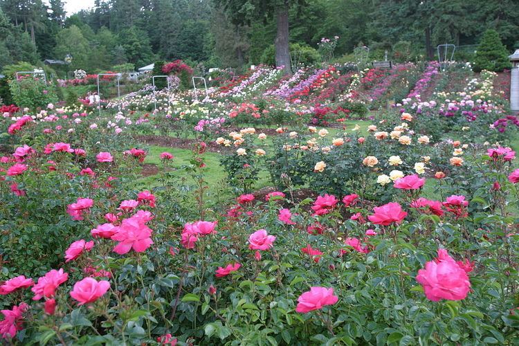 Rose trial grounds