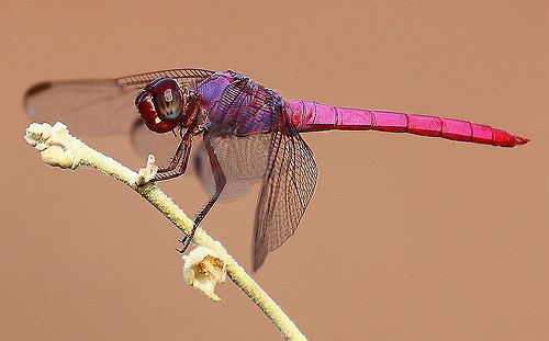 Roseate skimmer Dragonfly Male Roseate Skimmer Orthemis ferruginea Flickr