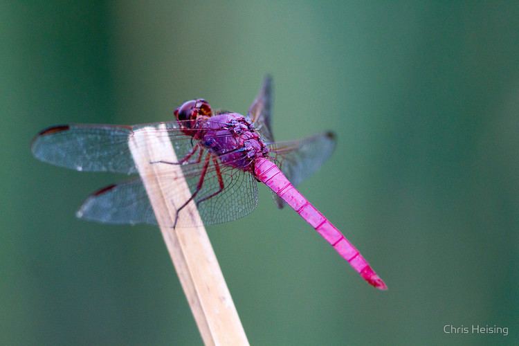 Roseate skimmer Roseate Skimmerquot by Chris Heising Redbubble