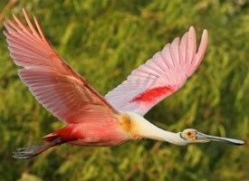 Roseate spoonbill Roseate Spoonbill Identification All About Birds Cornell Lab of