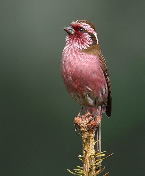 Rosefinch The Himalayan Whitebrowed Rosefinch is a true finch species It is