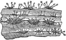 Rosellinia necatrix httpsuploadwikimediaorgwikipediacommonsthu