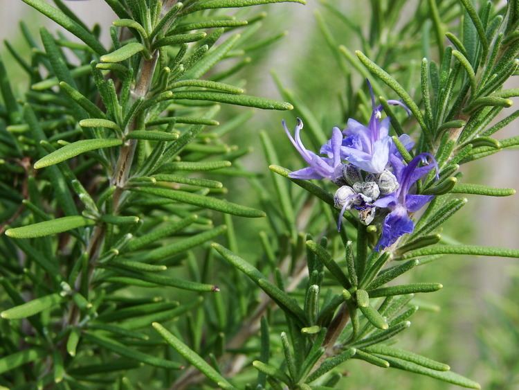 Rosemary 5 Things you will love about Rosemary Ritual Waters