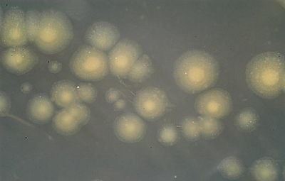 Roseobacter httpsmicrobewikikenyoneduimagesthumb553J