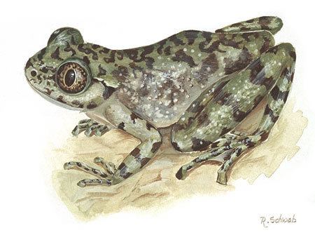 Rose's ghost frog EDGE Amphibian Species Information