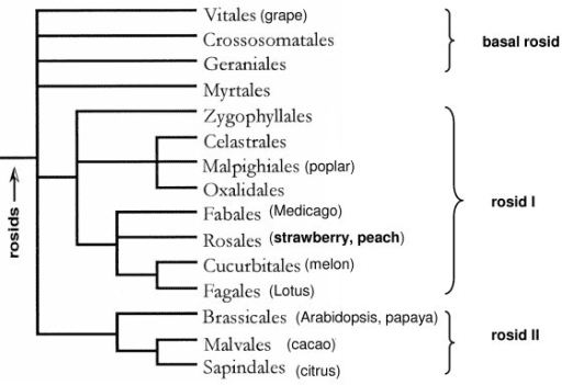 Rosids Phylogenetic relationship of rosids The figure is a mo Openi