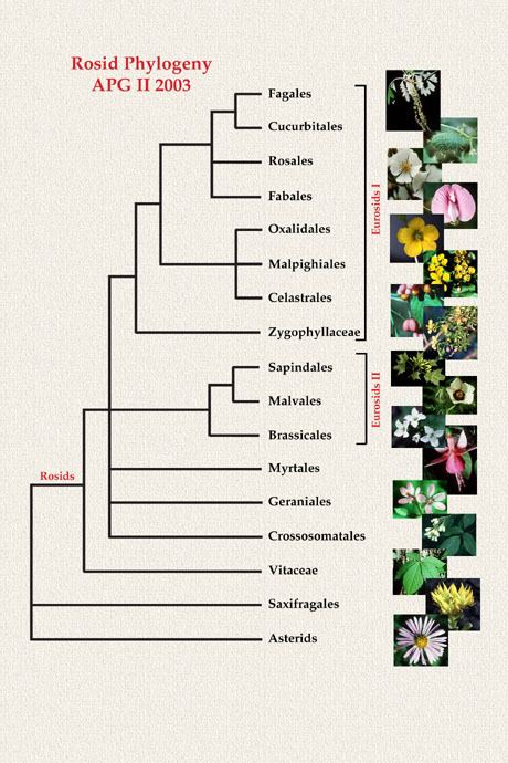 Rosids Rosid Phylogeny