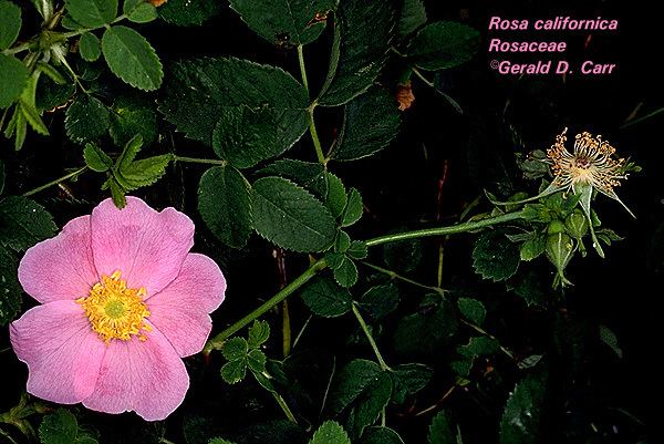 Rosoideae Flowering Plant Families UH Botany