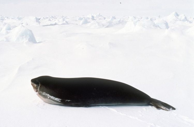 Ross seal Ross seals Australian Antarctic Division