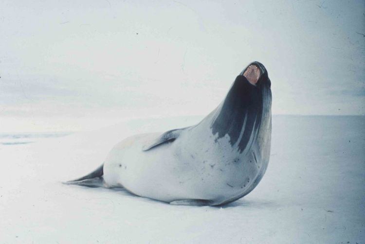 Ross seal Ross seals Australian Antarctic Division