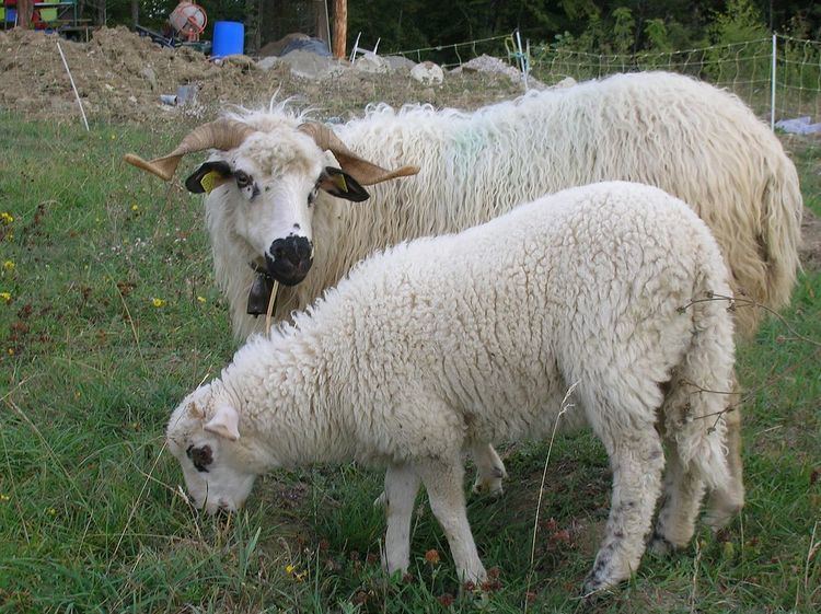 Rosset sheep