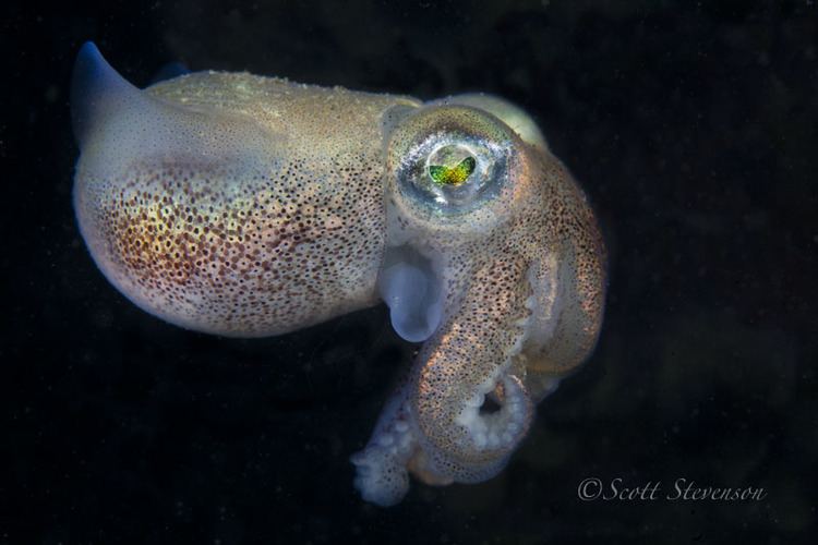 Rossia pacifica Stubby Squid Rossia pacifica www8armcom Underwater Photography
