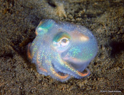 Rossia pacifica This shiny holographic little guy is called a quotstubby squidquot Rossia