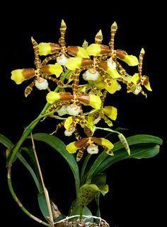 Rossioglossum Rossioglossum williamsianum OdontoglossumCambriaOdontobrassia